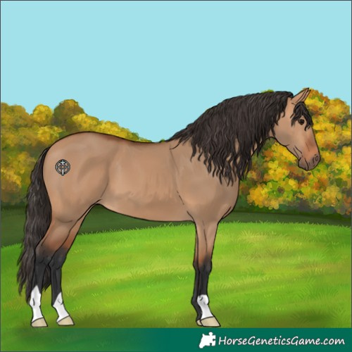 Horse Color:Bay Dun 