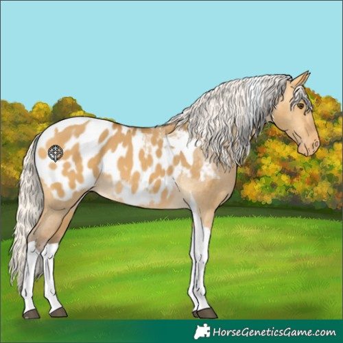 Horse Color:Silver Buckskin Dun Tobiano Blanket 