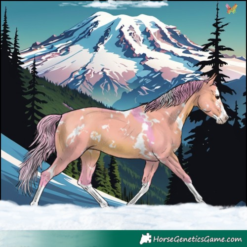 Horse Color:Watercolor White Spotted Grullo Splash 