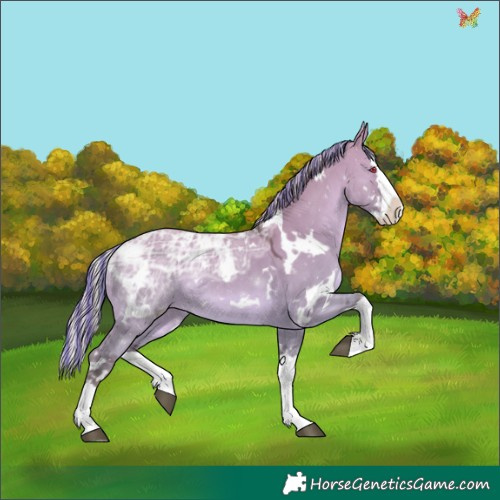 Horse Color:Painted White Spotted Chocolate Silver Grullo Chinchilla Ice Splash
