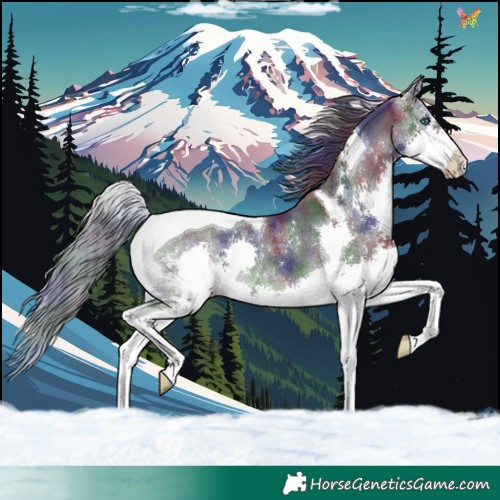 Horse Color:Nacre Black Splash Tobiano Rabicano