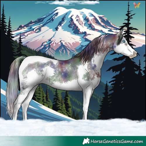 Horse Color:Nacre Black Splash Tobiano Rabicano 