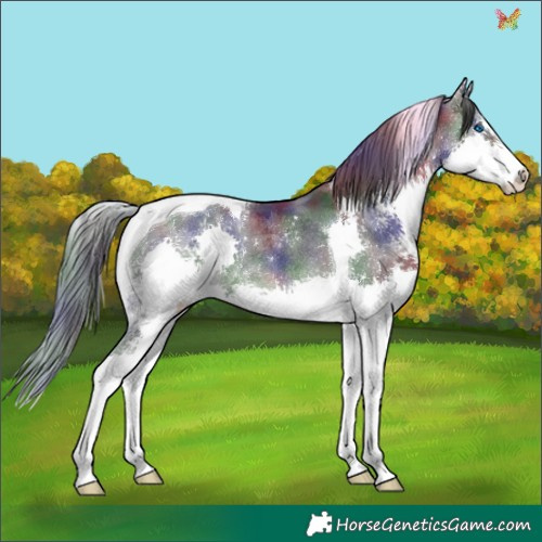 Horse Color:Nacre Black Splash Tobiano Rabicano 