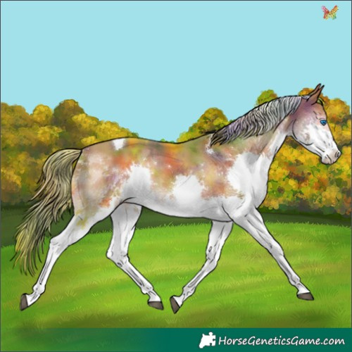 Horse Color:Nacre Bay Splash Tobiano 