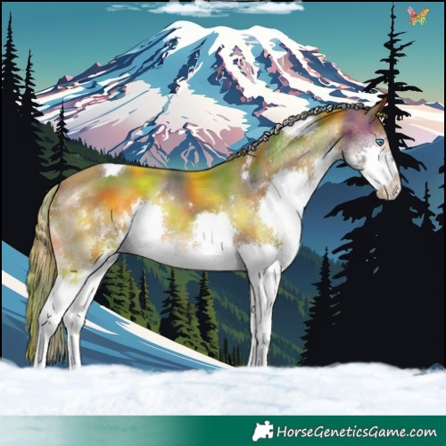 Horse Color:Nacre Bay Splash Tobiano 