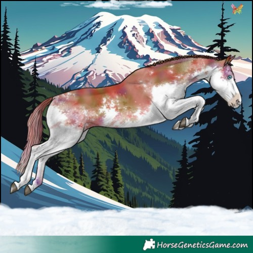 Horse Color:Nacre White Spotted Chestnut Splash 