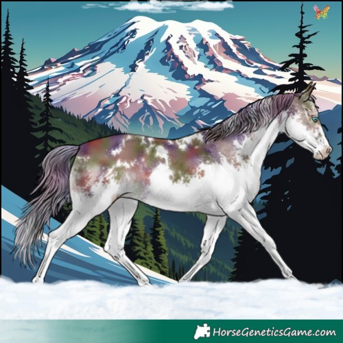 Horse Color:Nacre White Spotted Liver Chestnut Splash 