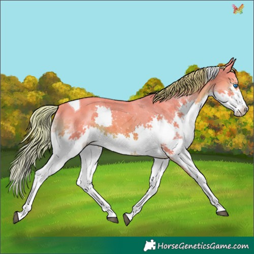 Horse Color:Watercolor Chestnut Splash Tobiano 