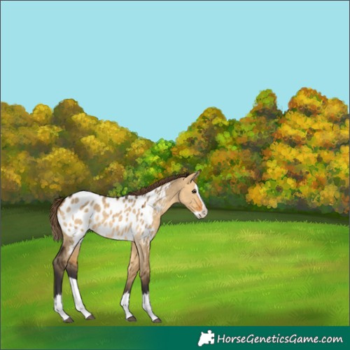 Horse Color:Buckskin Dun Splash Appaloosa 
