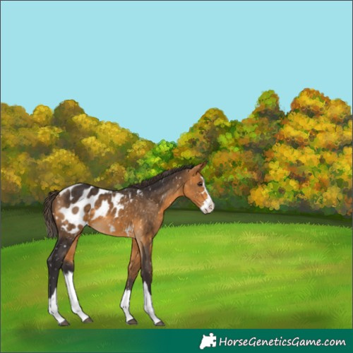 Horse Color:Buckskin Splash Appaloosa 