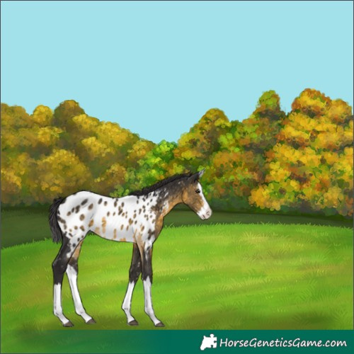 Horse Color:Buckskin Splash Appaloosa