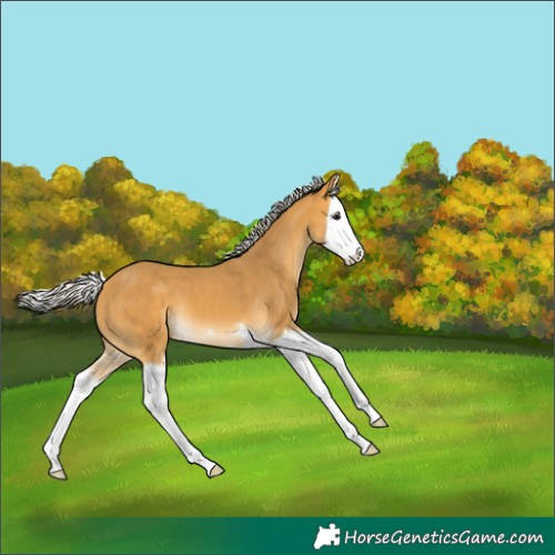 Horse Color:Silver Buckskin Splash 