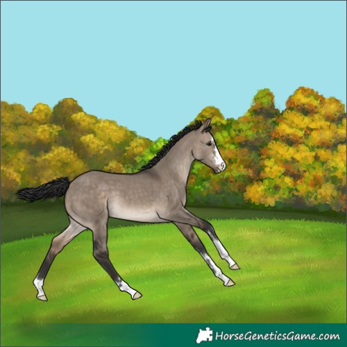 Horse Color:Brown Dun