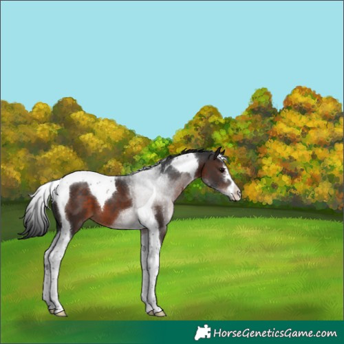 Horse Color:Brown Tobiano 