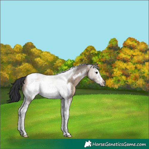 Horse Color:Brown Dun Tobiano Frame 