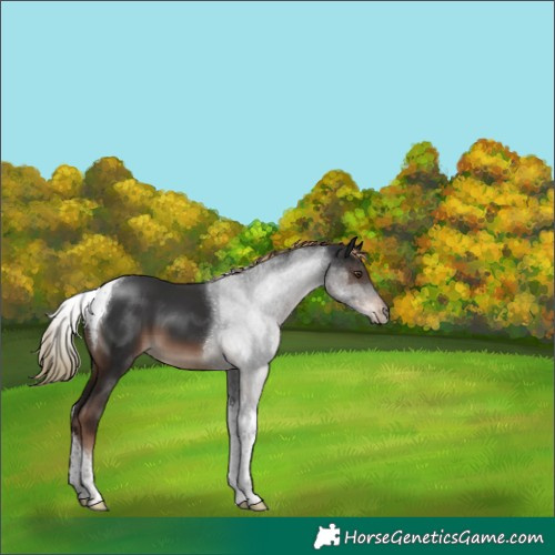 Horse Color:Liver Chestnut Tobiano 