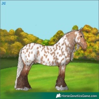 Horse Color:Silver Bay Dun Appaloosa