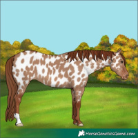 Horse Color:Red Dun Near Leopard 