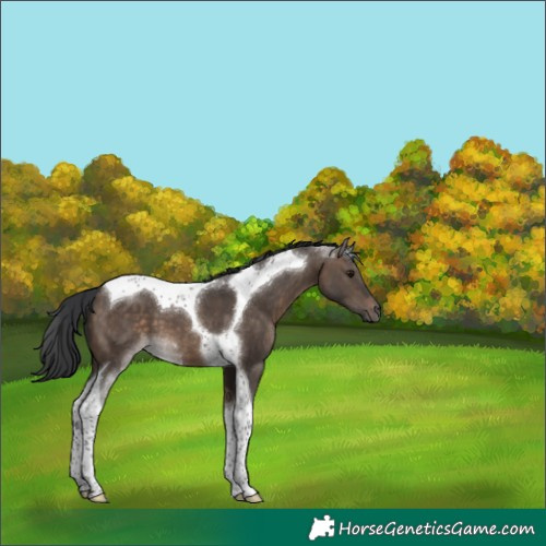 Horse Color:Brown Dun Tobiano 