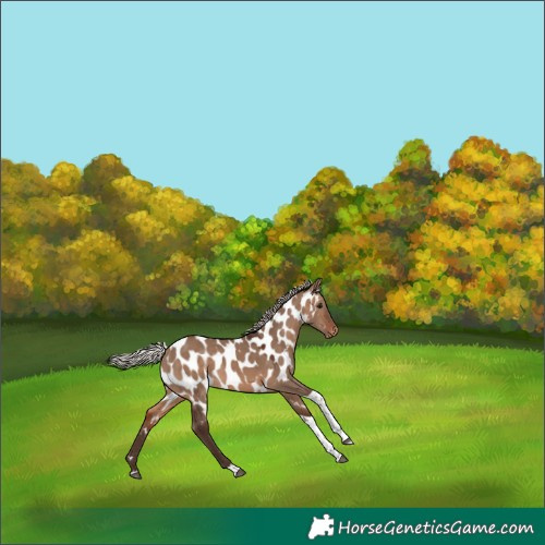 Horse Color:Silver Brown Dun Tobiano Appaloosa Rabicano