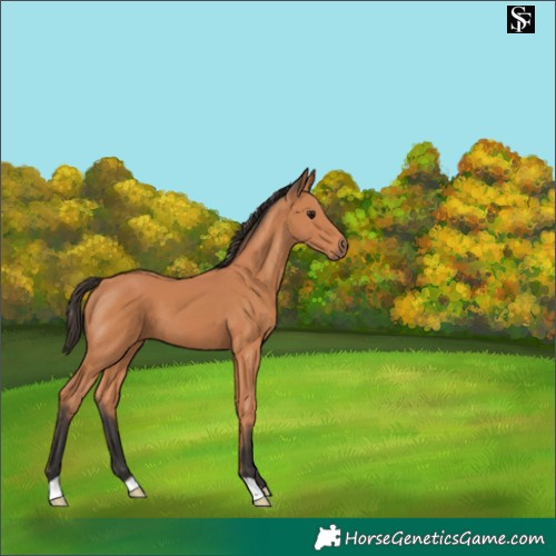 Horse Color:Bay 