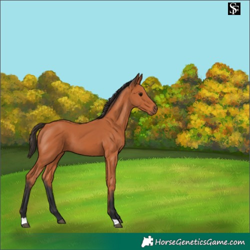 Horse Color:Bay 