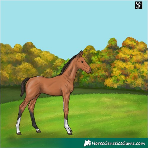 Horse Color:Bay Tobiano 