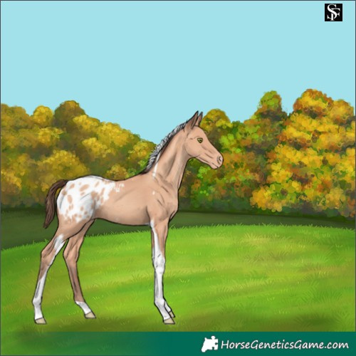 Horse Color:Amber Champagne Tobiano Appaloosa 
