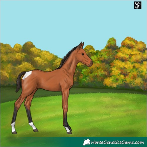 Horse Color:Bay Tobiano 