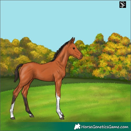 Horse Color:Bay Tobiano 