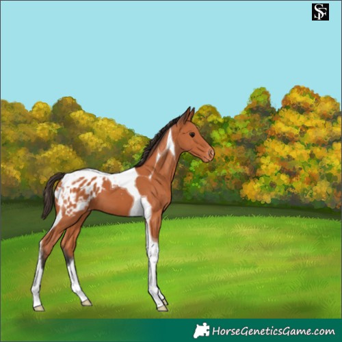 Horse Color:Bay Tobiano Appaloosa 