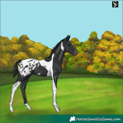 Horse Color:Black Tobiano Appaloosa 