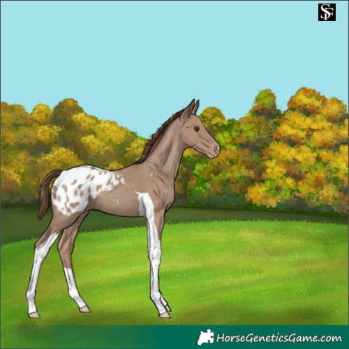 Horse Color:Classic Champagne Tobiano Appaloosa 