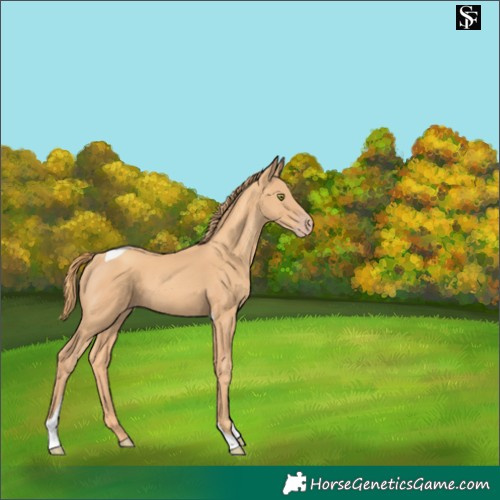 Horse Color:Gold Champagne Tobiano 