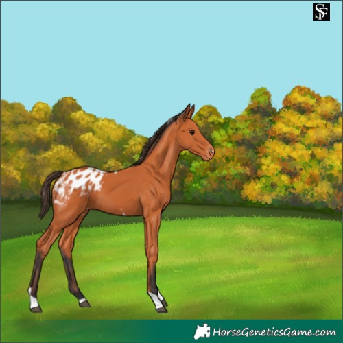 Horse Color:Bay Tobiano Appaloosa