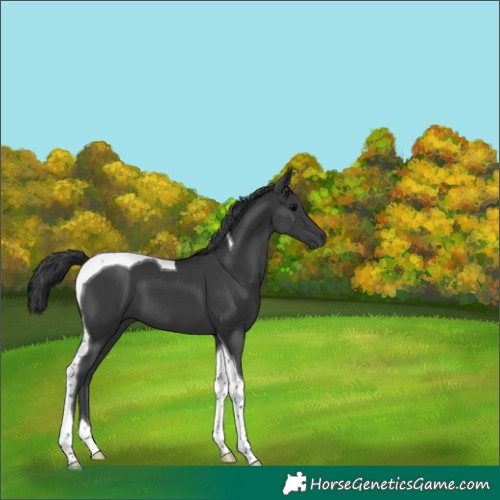 Horse Color:Black Tobiano 
