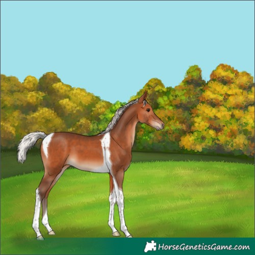 Horse Color:Silver Bay Tobiano