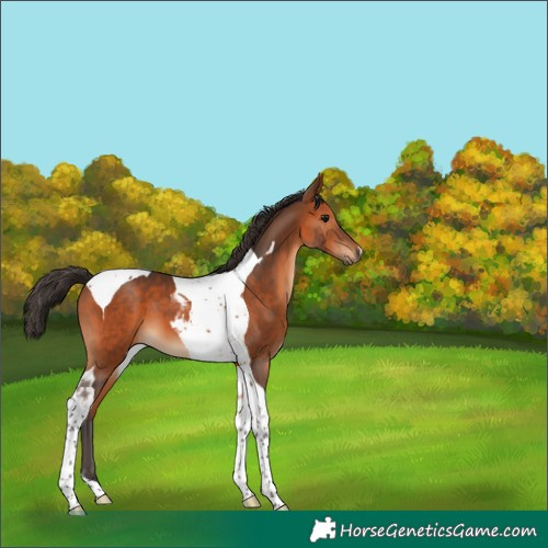 Horse Color:Bay Tobiano 