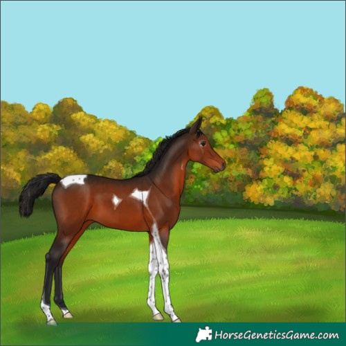 Horse Color:Gray Bay Tobiano 