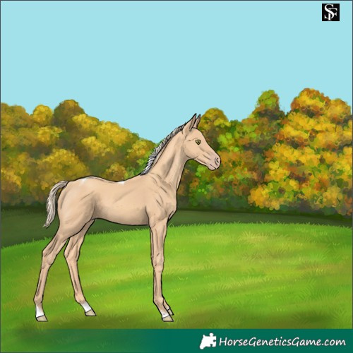Horse Color:Gold Champagne Tobiano 