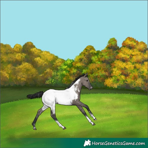 Horse Color:Grullo Tobiano Appaloosa Rabicano