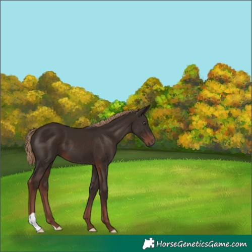 Horse Color:Liver Chestnut