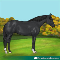 Horse Color:Black 