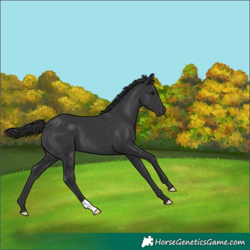 Horse Color:Black 
