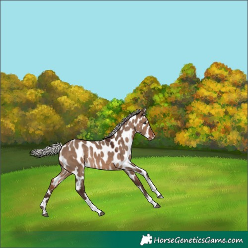 Horse Color:Silver Brown Dun Tobiano Appaloosa Rabicano 