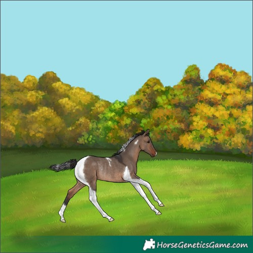 Horse Color:Brown Dun Tobiano Rabicano