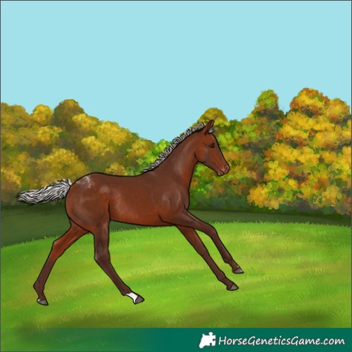 Horse Color:Silver Bay Appaloosa Rabicano 