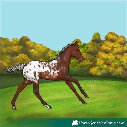 Horse Color:Silver Bay Blanket