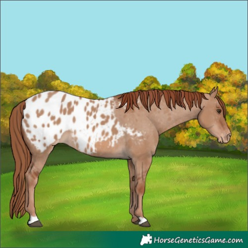 Horse Color:Red Dun Blanket 
