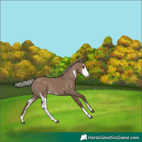 Horse Color:Silver Grullo Sabino Rabicano